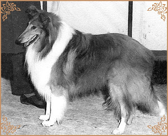 Glenmist Golden Legacy Glenmist Golden Legacy, Crufts Winners