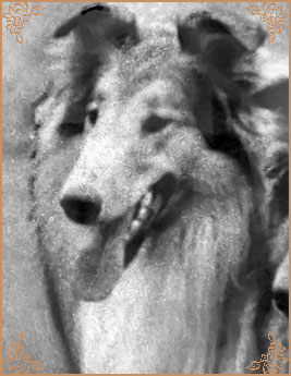 Glenmist Golden Legacy, Crufts Winners