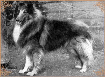 Helengowan Superior Helengowan Superior, Crufts Winners