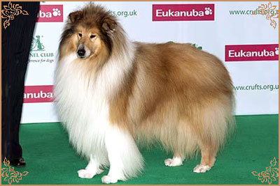 Jopium Touch Of Soul for Triburle, Crufts Winners