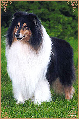 Karava Kempez, Crufts Winners