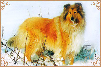 Kaywell Royal Velvet of Snowhart, Crufts Winners