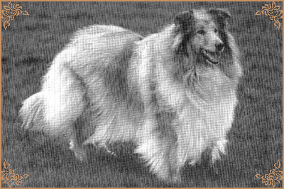 Kaywell Royal Velvet of Snowhart, Crufts Winners