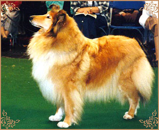 Kaywell Royal Velvet of Snowhart, Crufts Winners