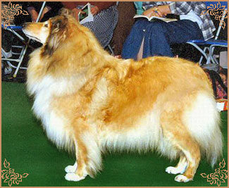 Kaywell Royal Velvet of Snowhart, Crufts Winners