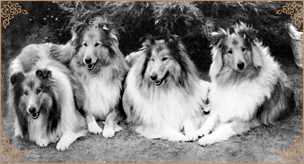 Kaywell Royal Velvet of Snowhart, Crufts Winners