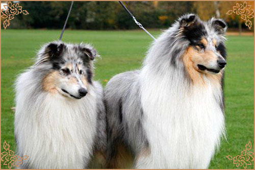 Ladnar Kingfisher, Crufts Winners