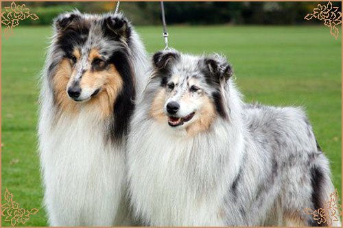 Ladnar Kingfisher, Crufts Winners