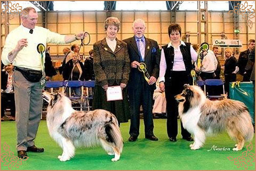 Ladnar Maid Sweet, Crufts Winners