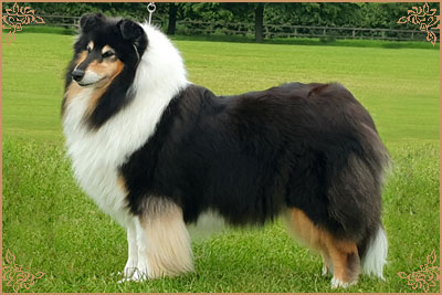 Ladnar Inkheart, Crufts Winners