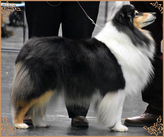 Ladnar Inkheart, Crufts Winners