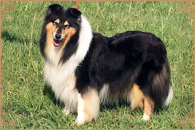 Ladnar Inkheart, Crufts Winners