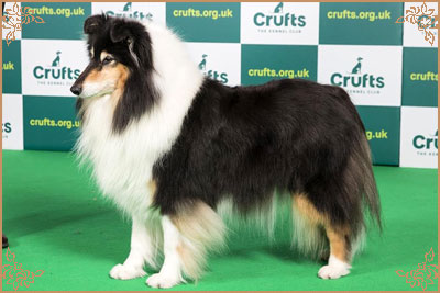 Ladnar Inkheart, Crufts Winners