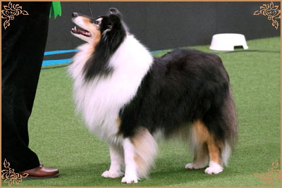 Ladnar Inkheart, Crufts Winners