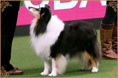 Ladnar Inkheart, Crufts Winners