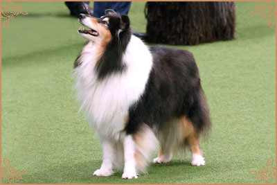 Ladnar Inkheart, Crufts Winners