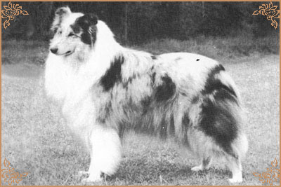 Lassina Let It Be Love, Crufts Winners