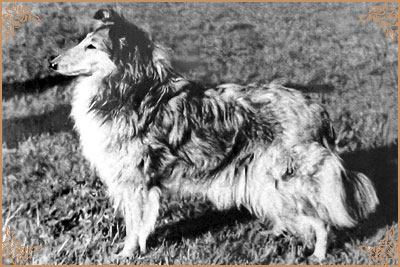 Lena of Ladypark Lena of Ladypark, Crufts Winners
