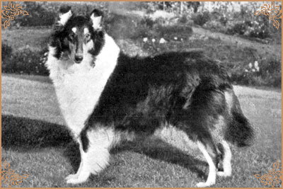 Lyncliffe Lucinda Lyncliffe Lucinda, Crufts Winners