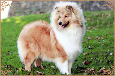 Lynmead Amalie Lucy Locket at Telfort, Crufts Winners