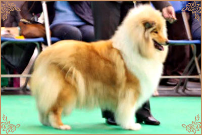 Lynmead Amalie Lucy Locket at Telfort, Crufts Winners