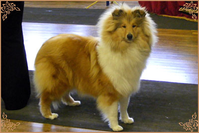 Lynmead Amalie Lucy Locket at Telfort, Crufts Winners