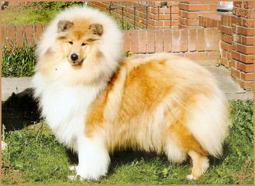 Lynmead Amalie Lucy Locket at Telfort, Crufts Winners