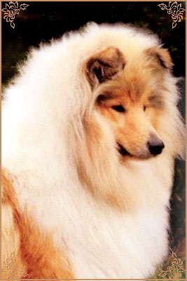 Lynmead Amalie Lucy Locket at Telfort, Crufts Winners