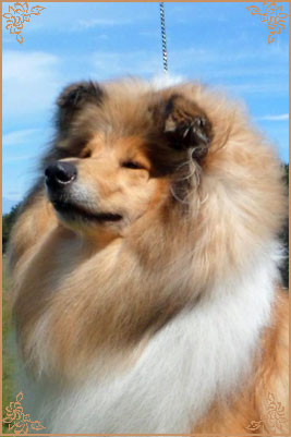 Lynmead Amalie Lucy Locket at Telfort, Crufts Winners