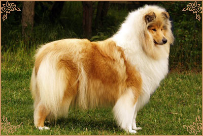 Lynmead Amalie Lucy Locket at Telforth Lynmead Amalie Lucy Locket at Telforth, Crufts Winners