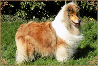 Lynmead Amalie Lucy Locket at Telfort, Crufts Winners