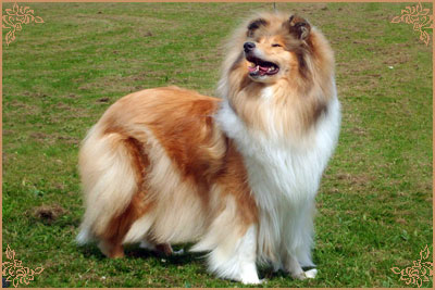 Lynmead Amalie Lucy Locket at Telfort, Crufts Winners