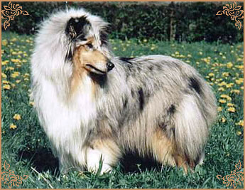 Manico`s Silver Queen