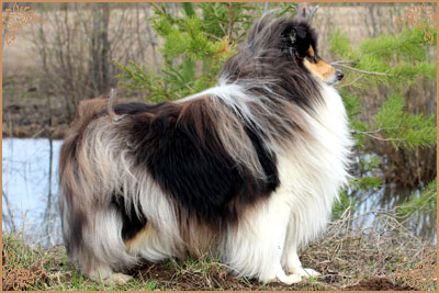 Монсолана Блэк Паундс, Monsolana Black Pounds