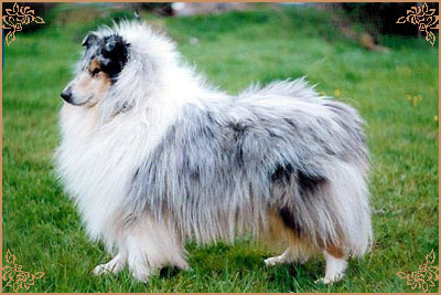 Narwick Silver Blue de Cathyja