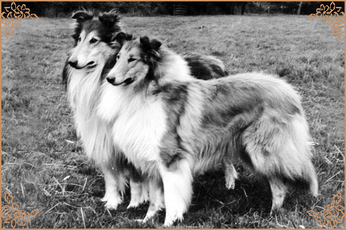 Pattingham Pacemaker, Crufts Winners