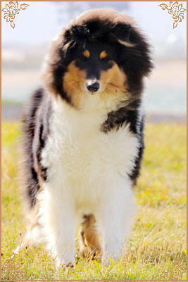 Paulara No Where Man, Crufts Winners