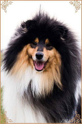Paulara No Where Man, Crufts Winners