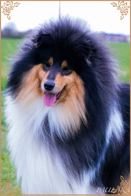 Paulara No Where Man, Crufts Winners