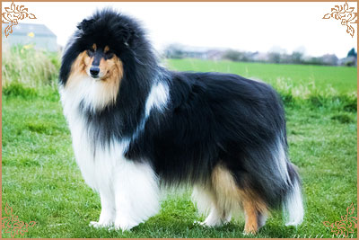 Paulara No Where Man, Crufts Winners