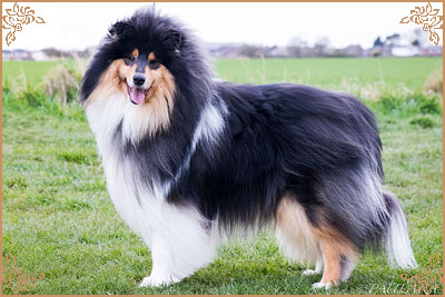 Paulara No Where Man, Crufts Winners