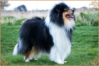Paulara No Where Man, Crufts Winners