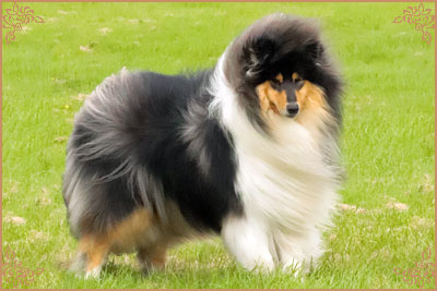 Paulara No Where Man, Crufts Winners