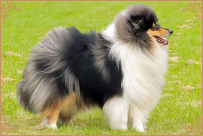 Paulara No Where Man, Crufts Winners