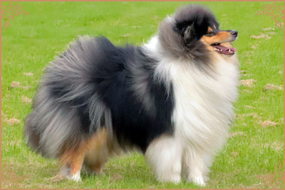 Paulara No Where Man, Crufts Winners
