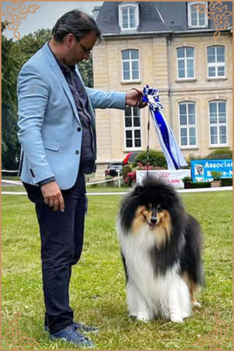 Paulara No Where Man, Crufts Winners