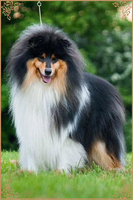 Paulara No Where Man, Crufts Winners