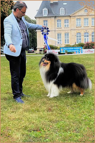 Paulara No Where Man, Crufts Winners