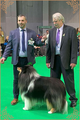 Paulara No Where Man, Crufts Winners