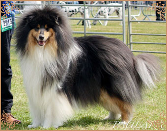 Paulara No Where Man, Crufts Winners